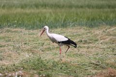 Herbstliches, Storch auf der Wiese in Stonecity 3/10