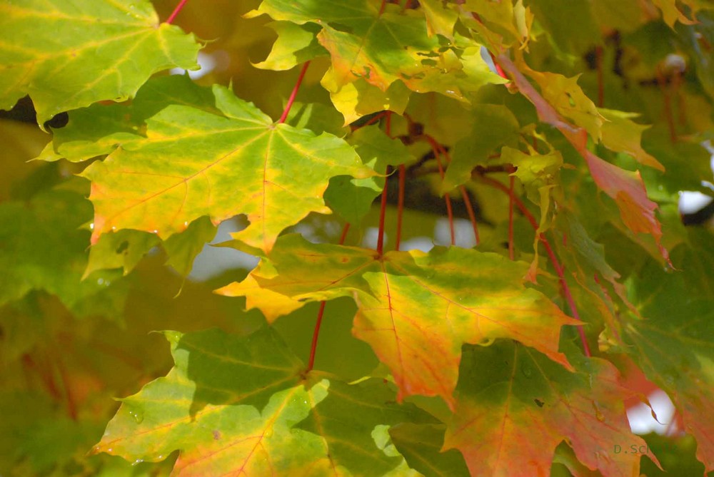 Herbstliches Strahlen