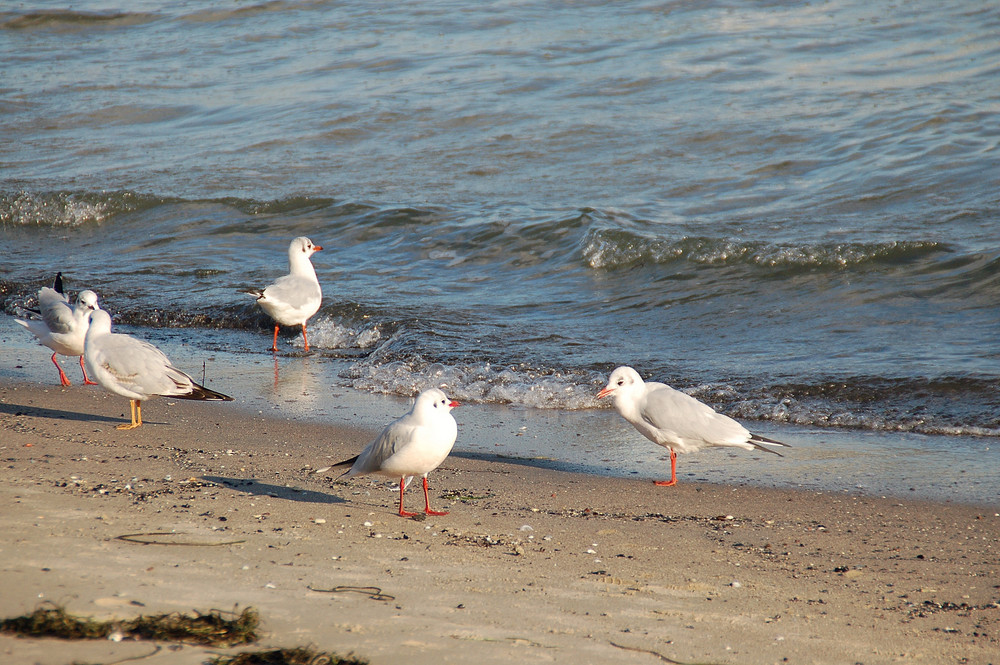 Herbstliches Strandvergnügen