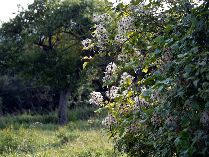 herbstliches Streiflicht ....