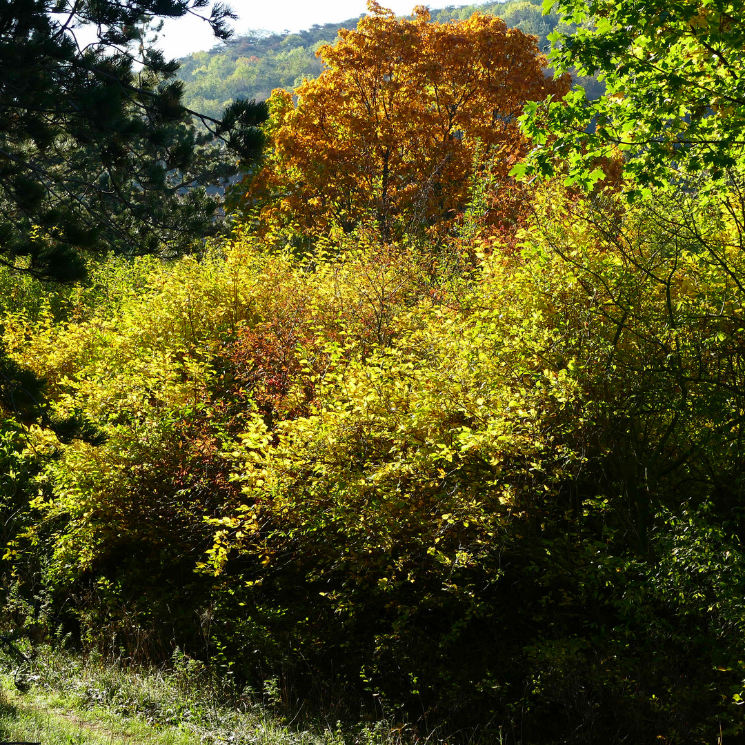 Herbstliches Streiflicht