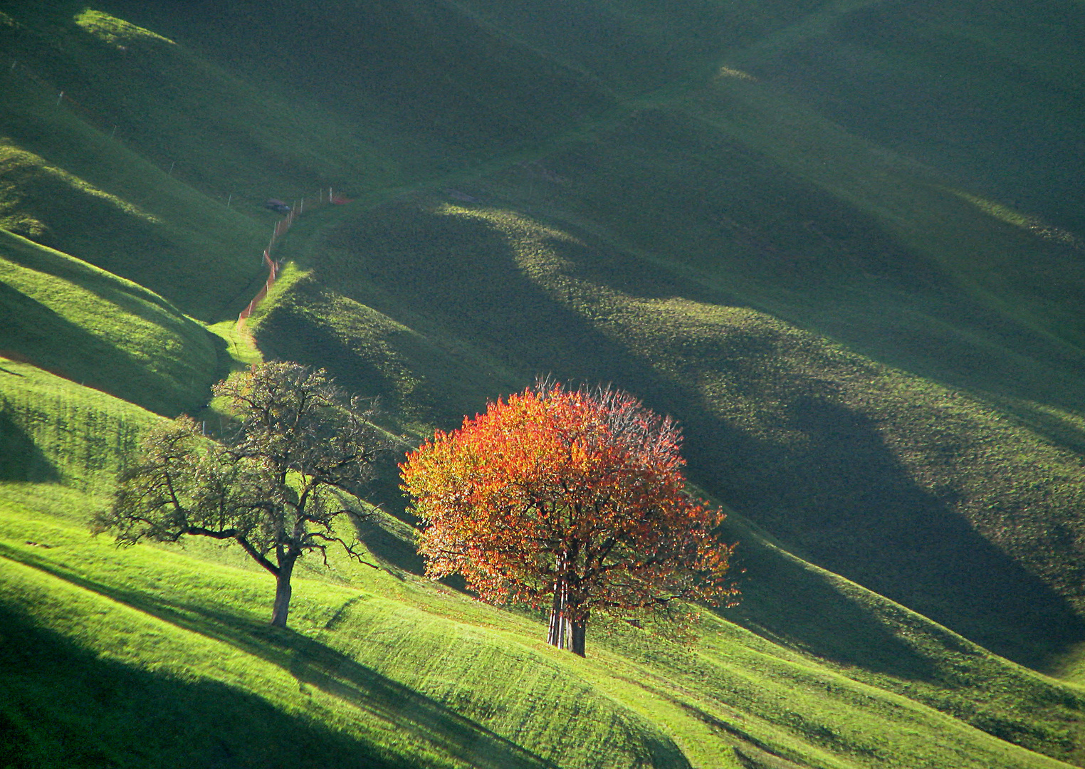 Herbstliches Streiflicht