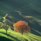 Herbstliches Streiflicht