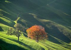 Herbstliches Streiflicht