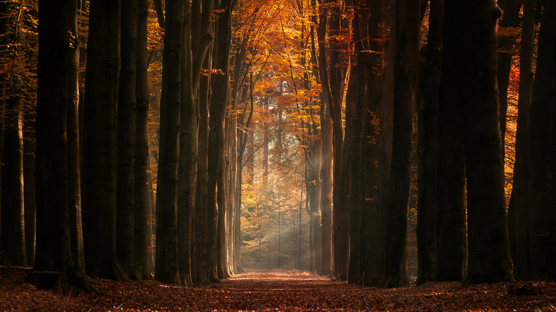 Herbstliches Streiflicht