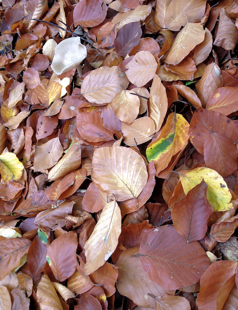 herbstliches suchbild...