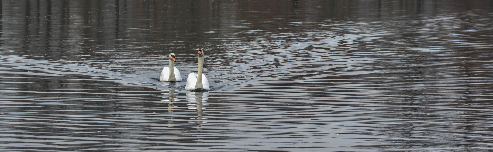 Herbstliches Synchronschwimmen