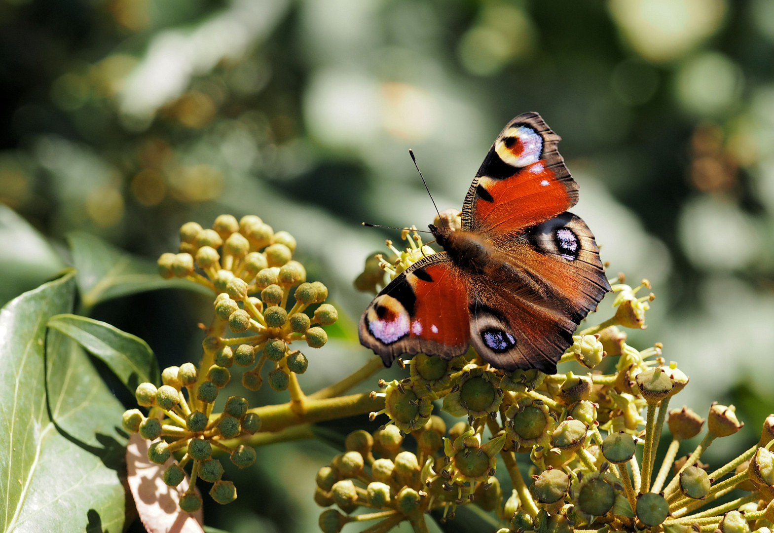 Herbstliches Tagpfauenauge.....