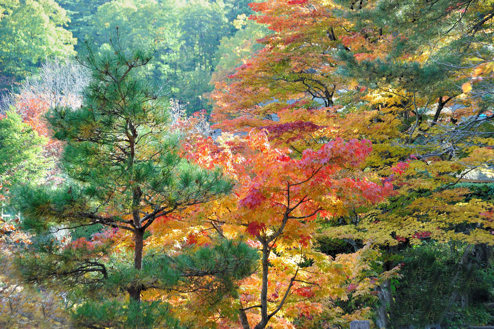 Herbstliches Takayama