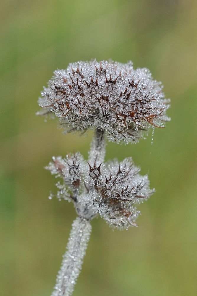 herbstliches Tautropfen-Kristall-Zepter