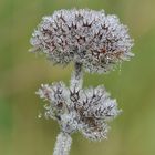 herbstliches Tautropfen-Kristall-Zepter