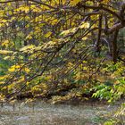 Herbstliches Tiergarten Berlin    6770