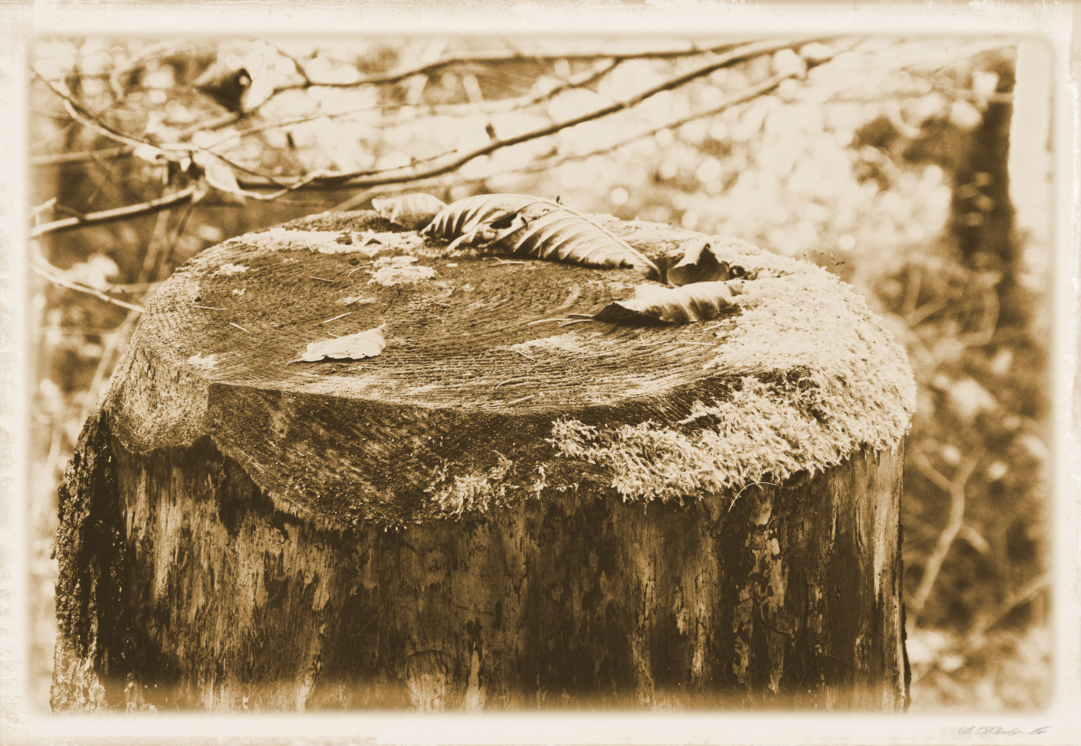 Herbstliches Tischgedeck im Wald