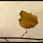 Herbstliches Treiben