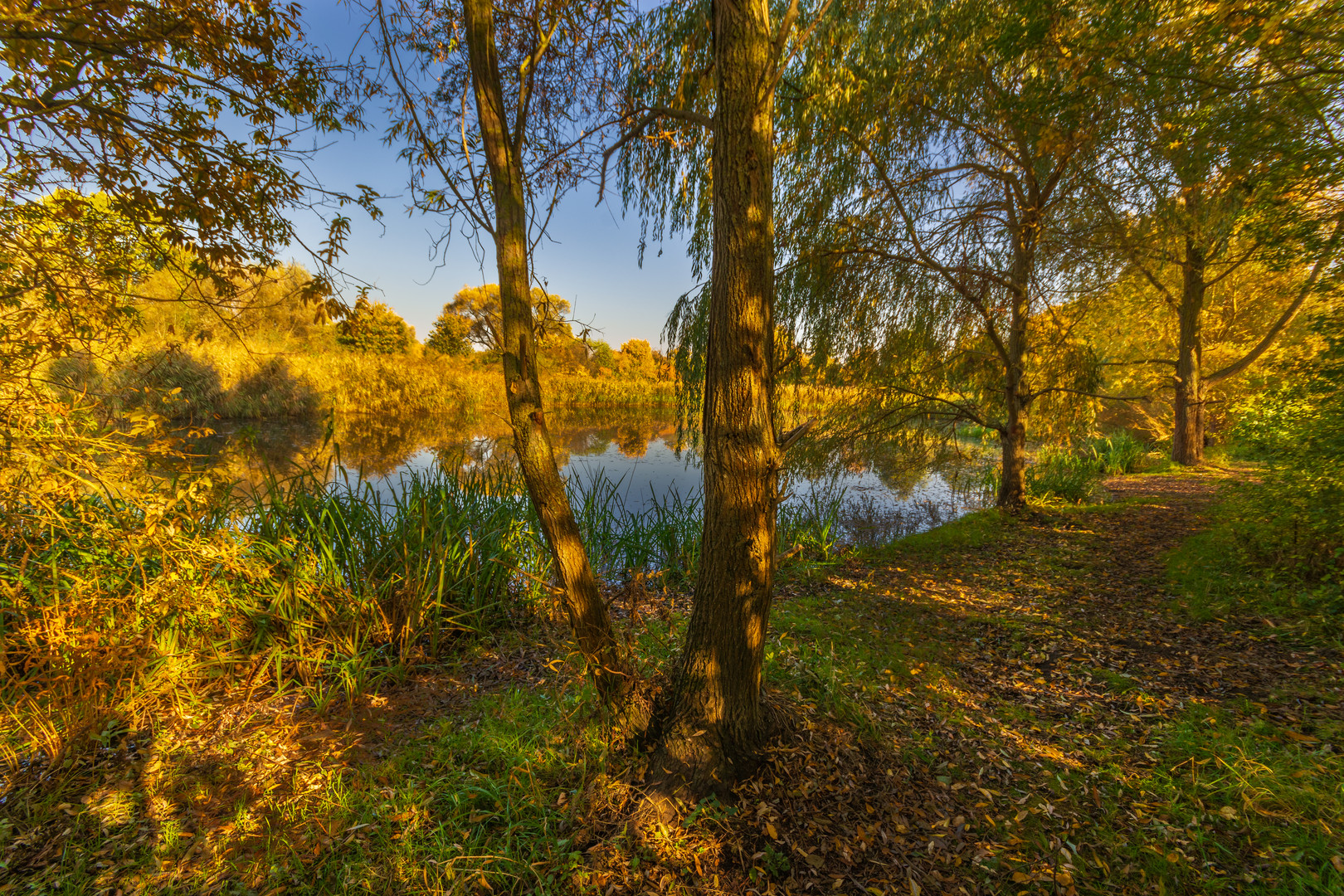 Herbstliches Ufer  des Stadtteiches