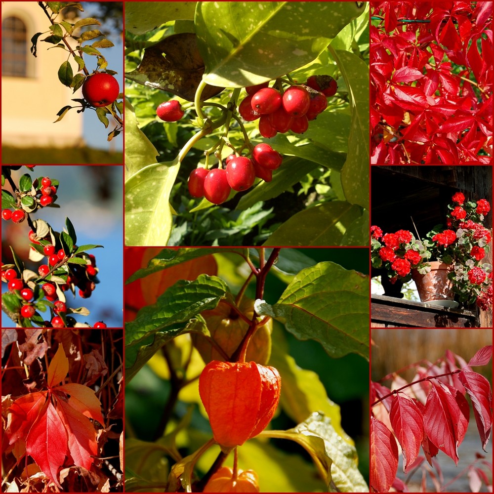 herbstliches und leuchtendes rot