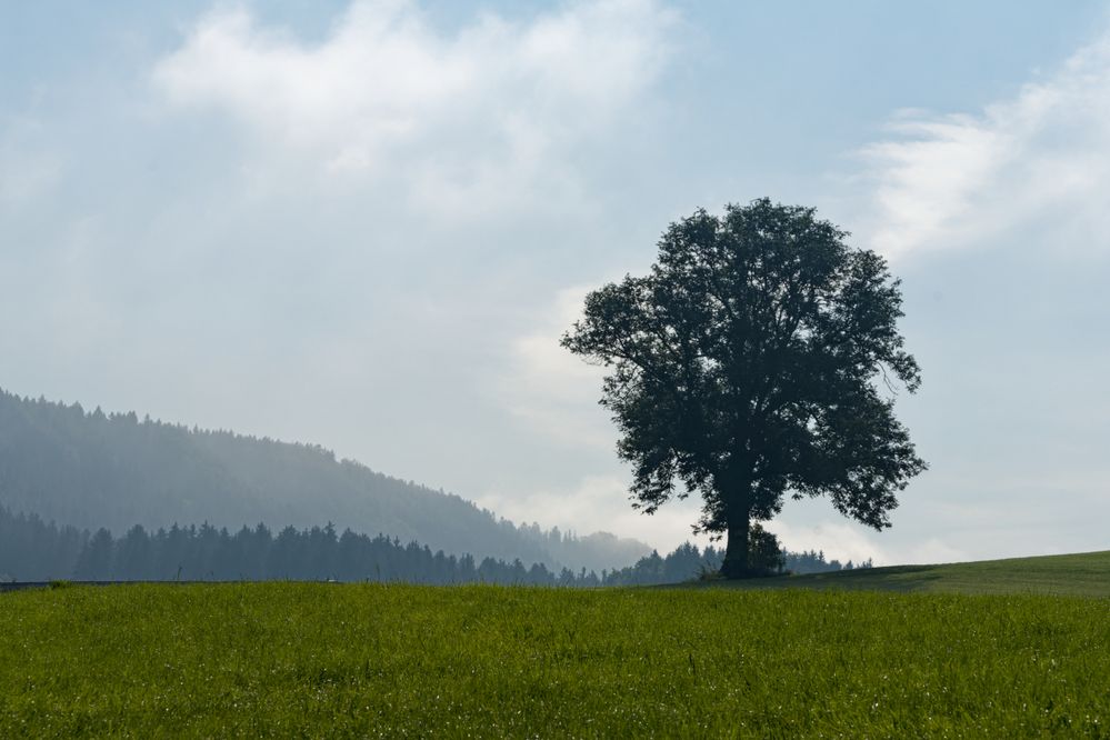 Herbstliches Unterallgäu (1)