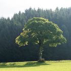 Herbstliches Unterallgäu (2)