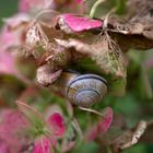 herbstliches Versteck