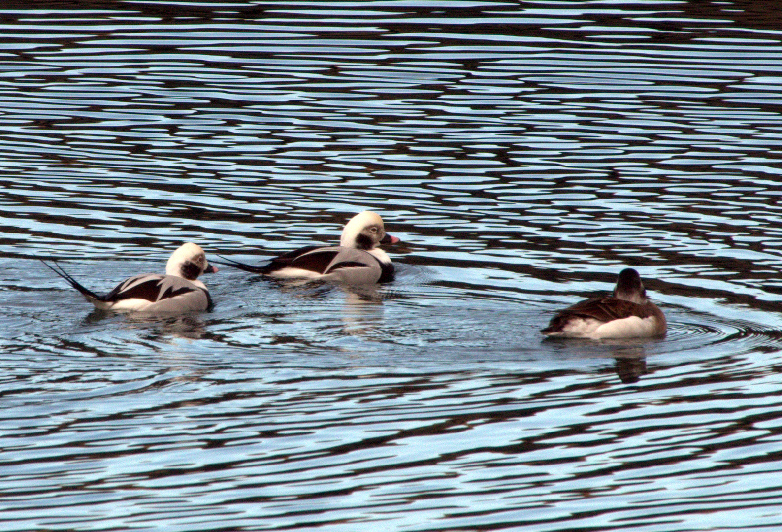 Herbstliches Vogelleben VII