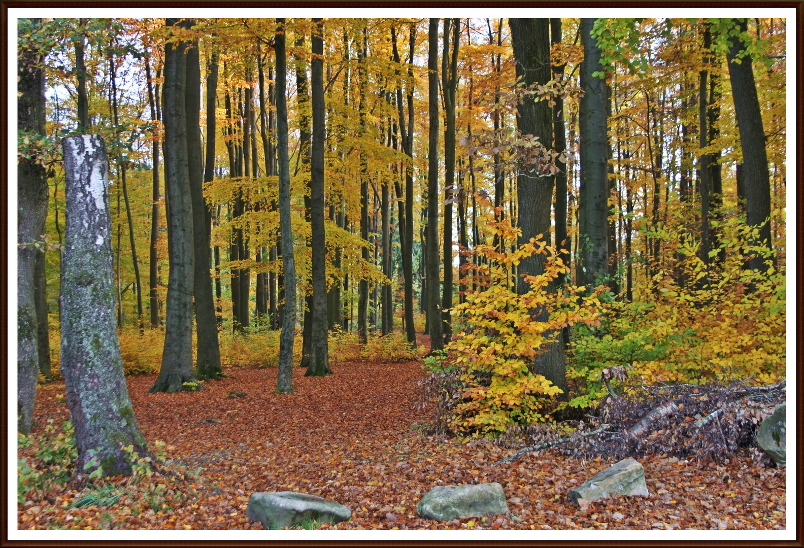 Herbstliches vom Dreiländereck