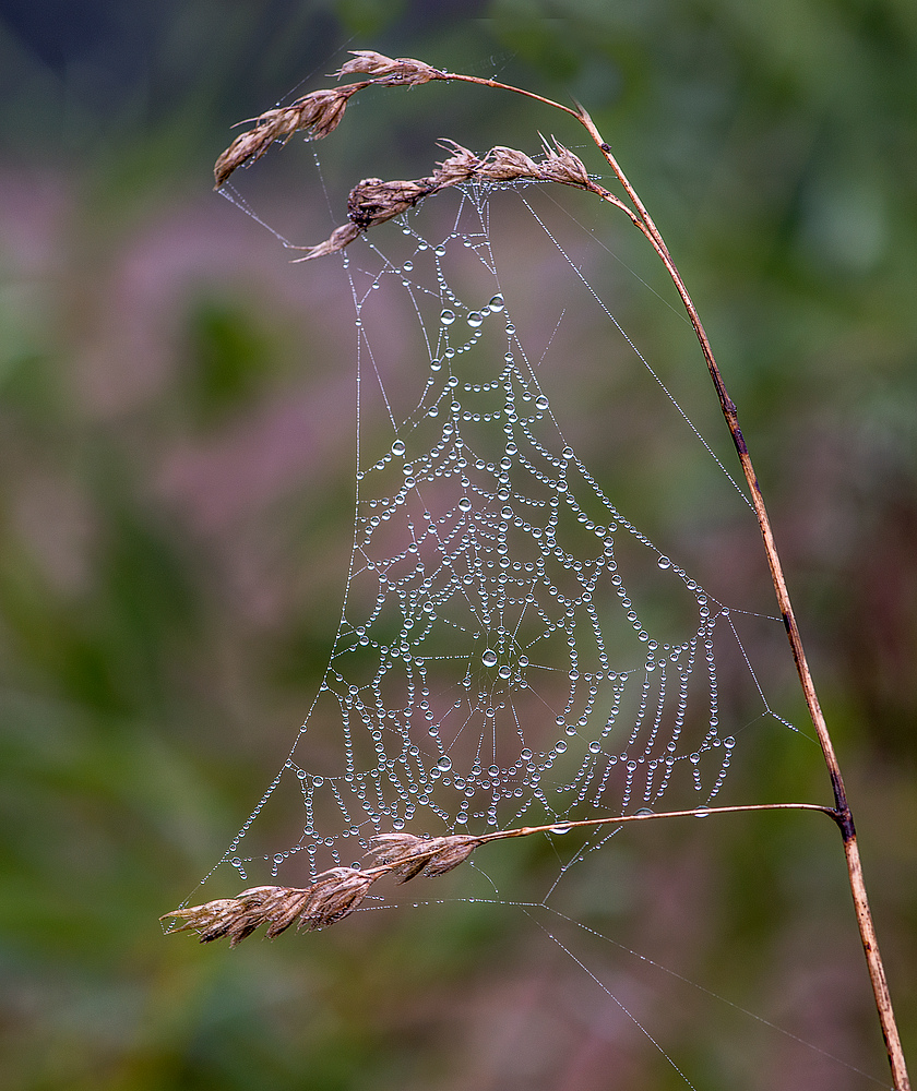 herbstliches von heute früh