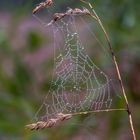 herbstliches von heute früh