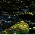 herbstliches Waldbächlein