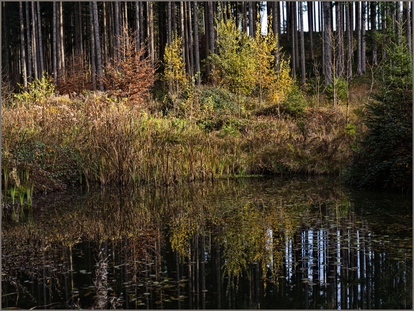 Herbstliches Waldmoor