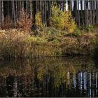 Herbstliches Waldmoor