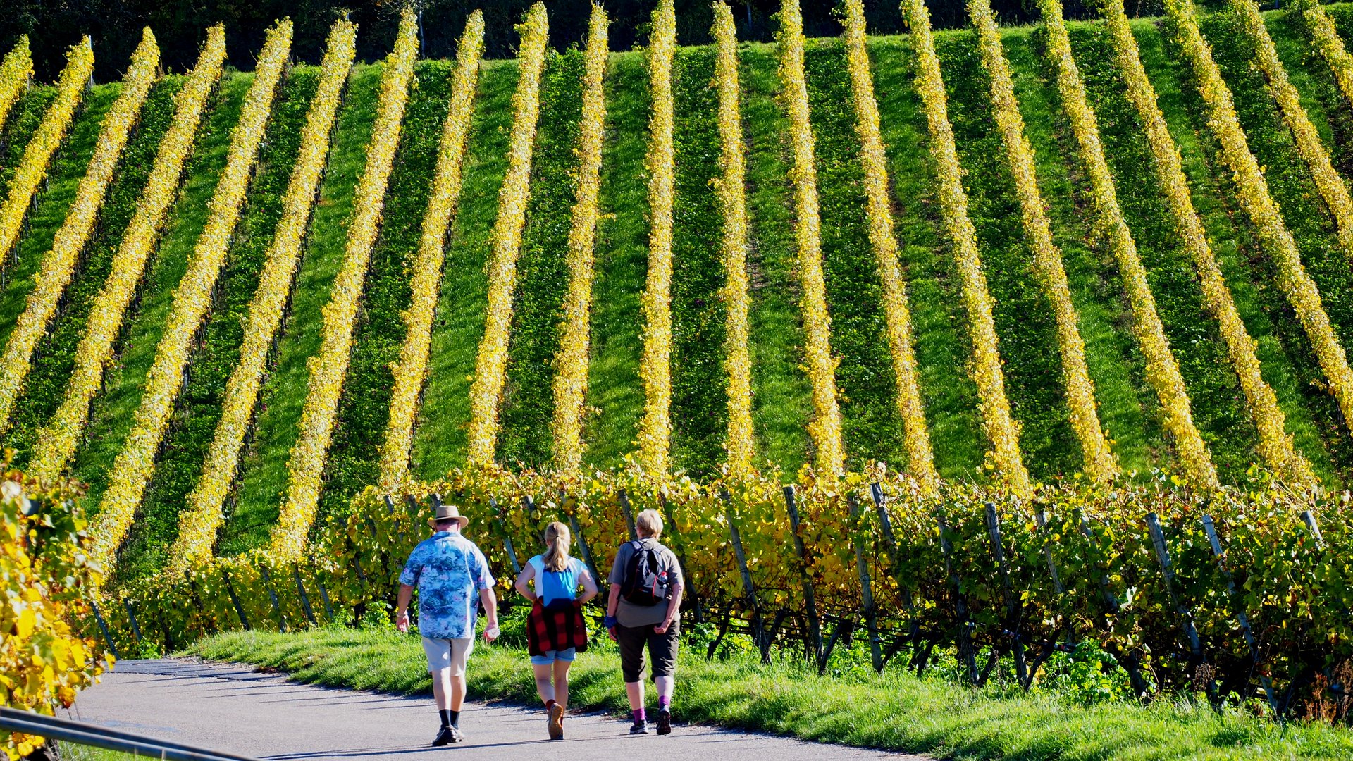 Herbstliches Weinbergswandern 