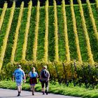 Herbstliches Weinbergswandern 