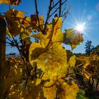 Herbstliches Weinblatt