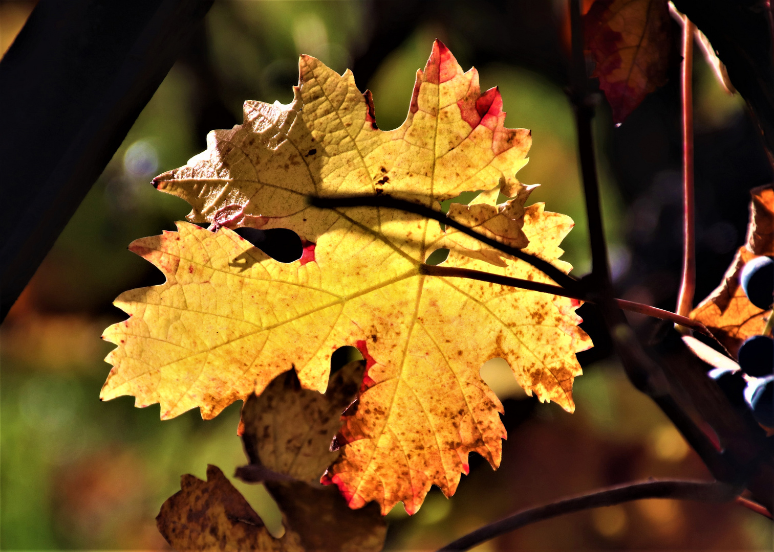 herbstliches Weinlaub