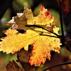 herbstliches Weinlaub