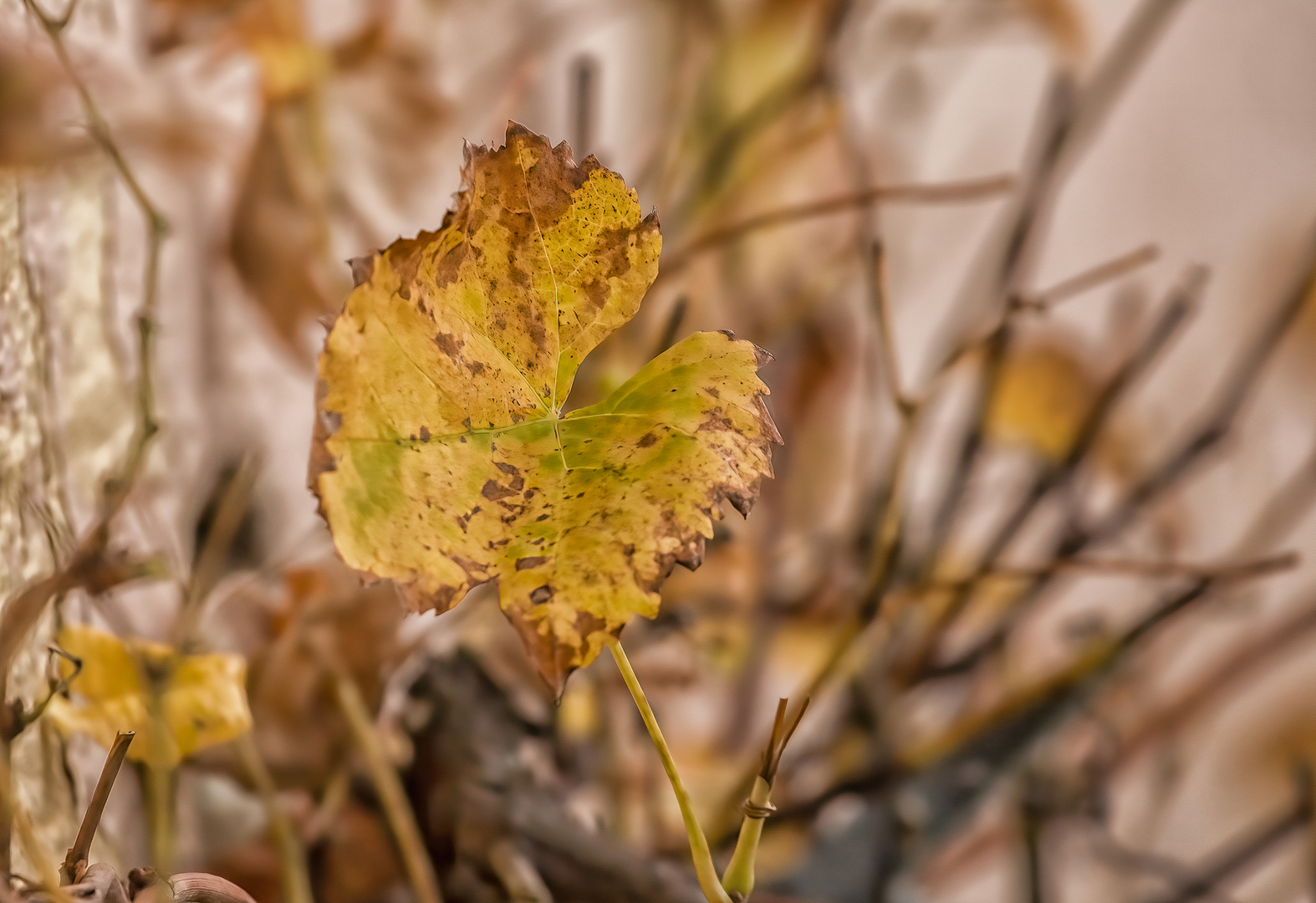 Herbstliches Weinlaub