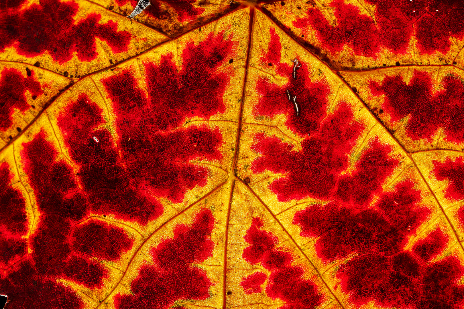 herbstliches Weinlaub