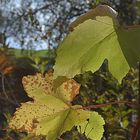 Herbstliches Weinlaub!