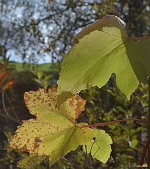 Herbstliches Weinlaub!