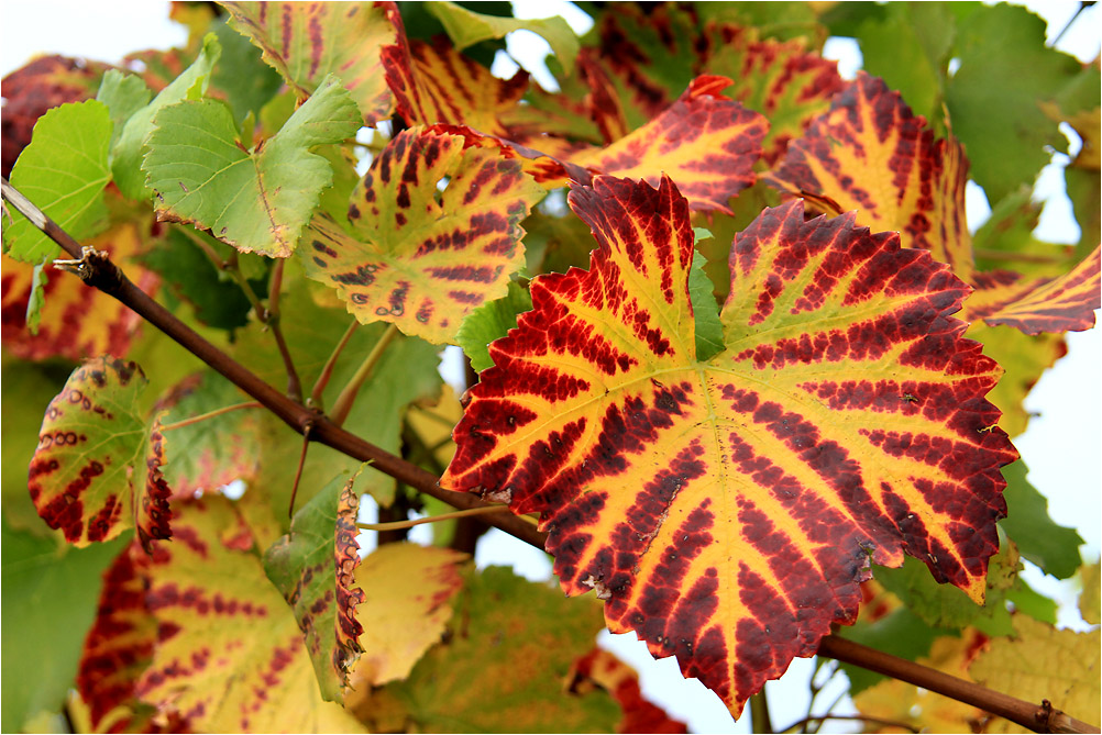 Herbstliches Weinlaub