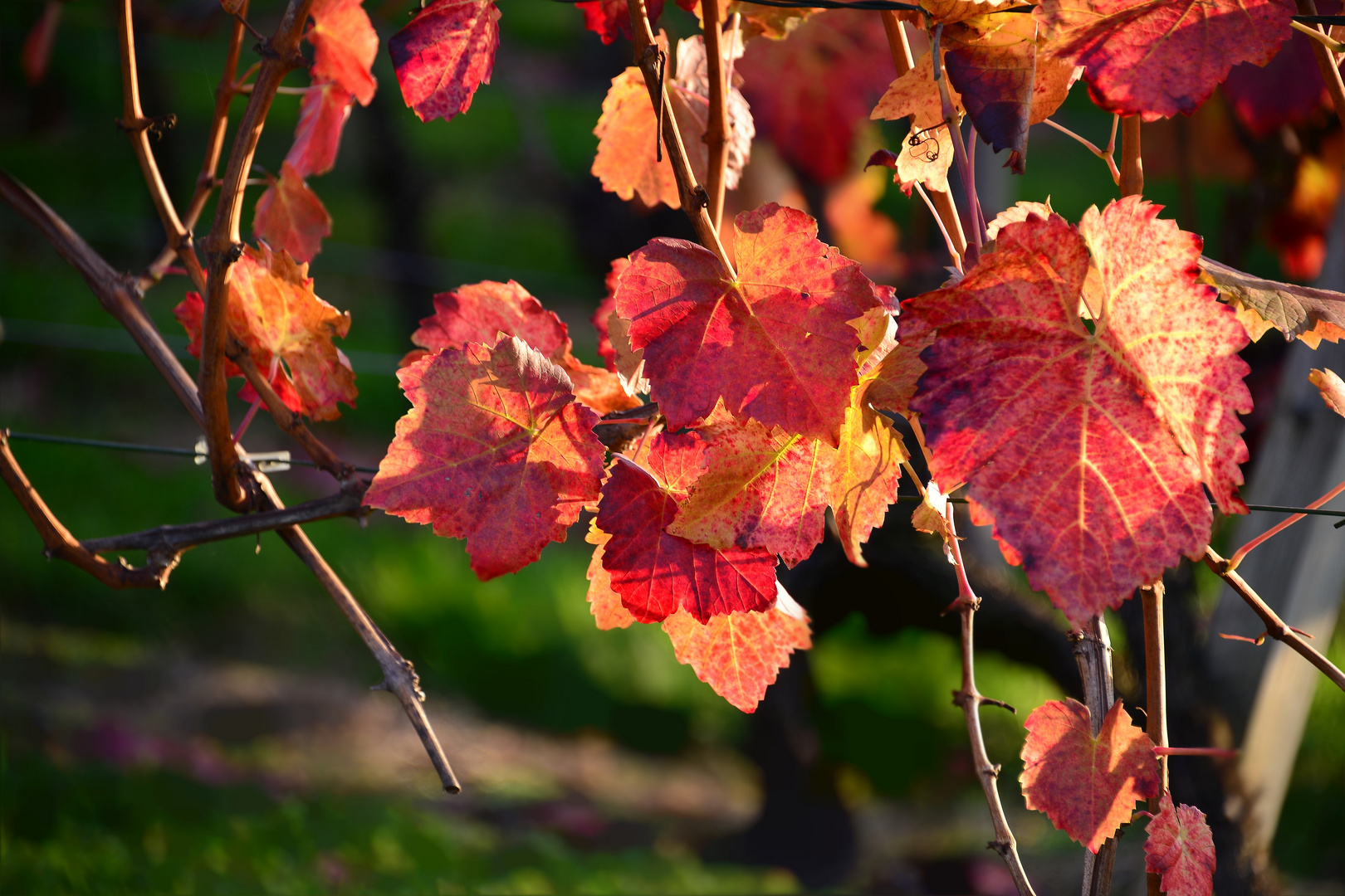 herbstliches Weinlaub