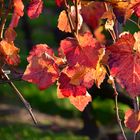 herbstliches Weinlaub