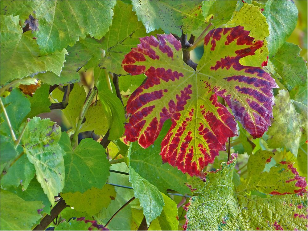 Herbstliches Weinlaub