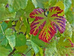 Herbstliches Weinlaub