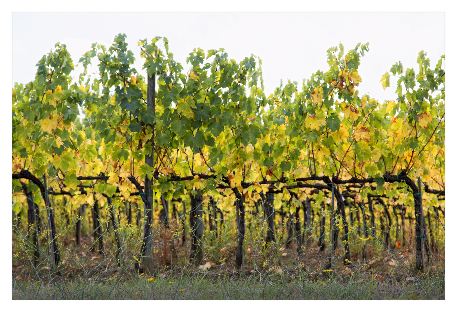 Herbstliches Weinlaub