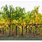 Herbstliches Weinlaub