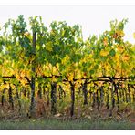 Herbstliches Weinlaub