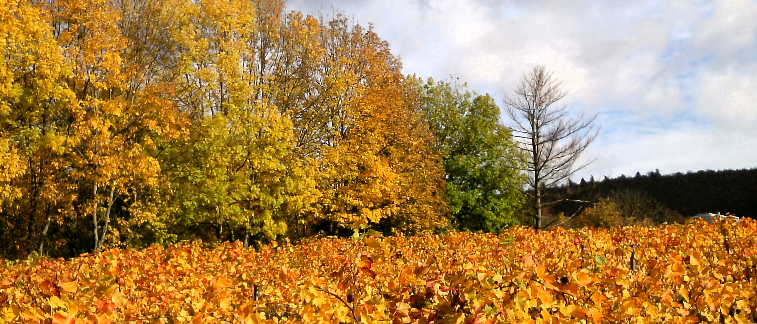 Herbstliches Weinlaub