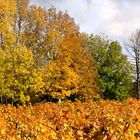 Herbstliches Weinlaub