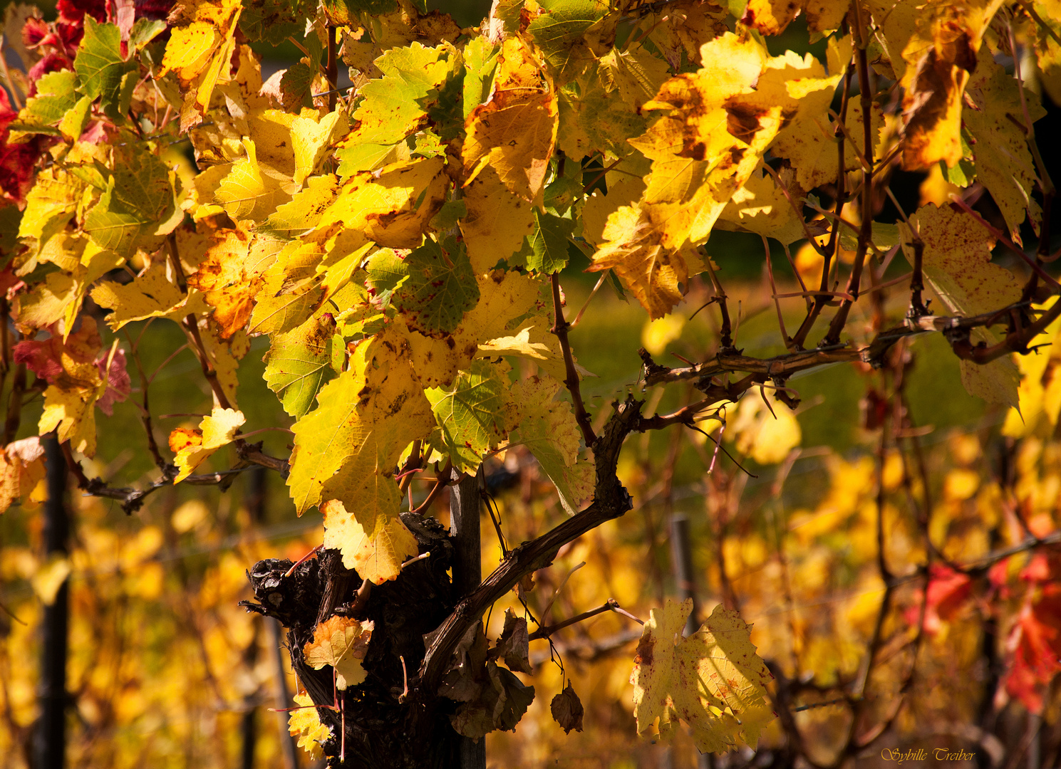 Herbstliches Weinlaub